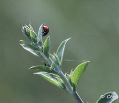 Coccinella septempunctata