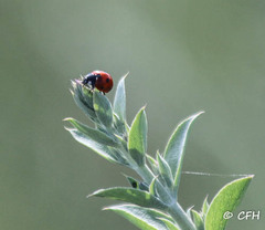 Coccinella septempunctata