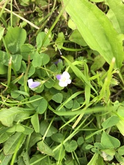 Mazus pumilus