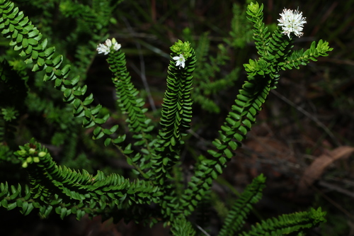 Moogerah phebalium