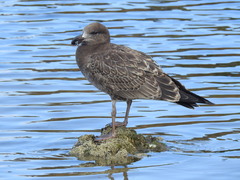 Pacific Gull photo 6