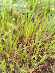 Brachypodium distachyon