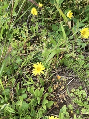 Ixeris japonica