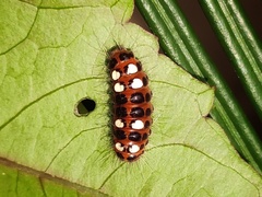 Thyrassia subcordata