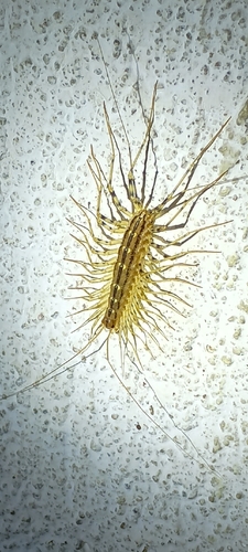 House Centipede