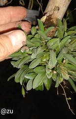 Stelis ornata