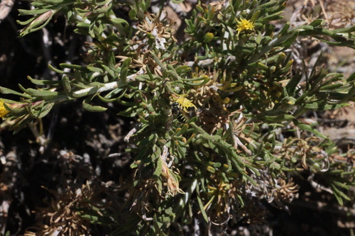 iNaturalist observation photo of Ants, Bees, and Stinging Wasps