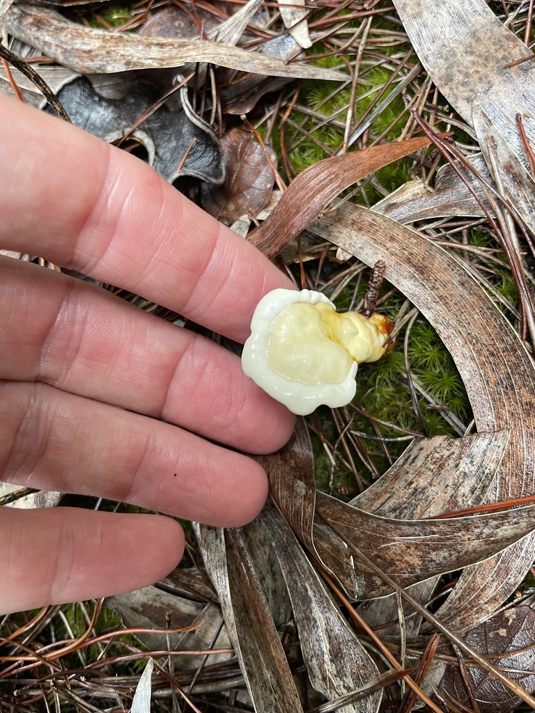 golden reishi · July 2026 · photo: Photo: (c) James Hardee, some rights reserved (CC BY) · iNaturalist