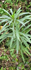 Solidago chilensis, photograph author not stated, no rights reserved