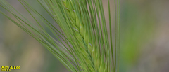 Hordeum vulgare