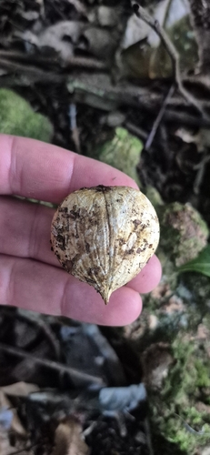 Endiandra compressa, photograph 2