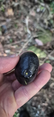 Endiandra compressa, photograph 5