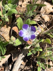 Phacelia curvipes
