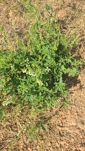 White Sweetclover