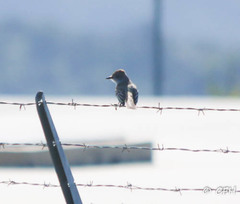 Myiarchus cinerascens