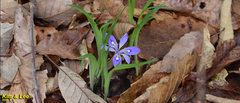 Iris rossii