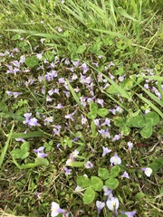 Mazus miquelii
