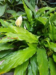 Spathiphyllum cochlearispathum