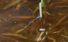 Austroagrion exclamationis