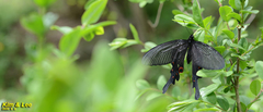Papilio macilentus