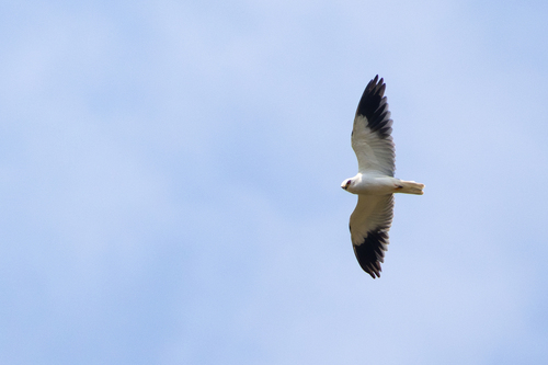 Elanio común (Elanus caeruleus)