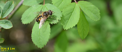 Eristalis cerealis