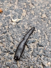Haemopis sanguisuga