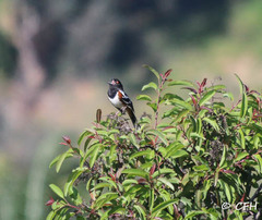 Pipilo maculatus