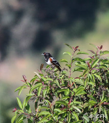 Pipilo maculatus