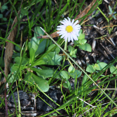 Brachyscome spathulata