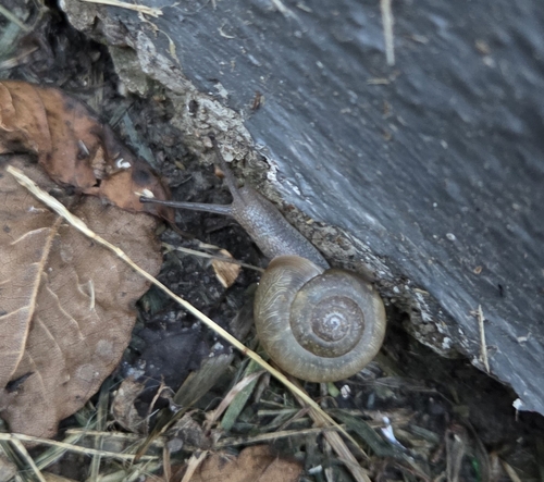 White-lip Globe Snail