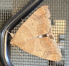 Poaphilini