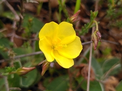 Fumana ericifolia