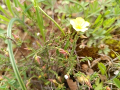 Fumana ericifolia