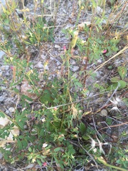 Acmispon parviflorus