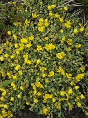 Potentilla acaulis