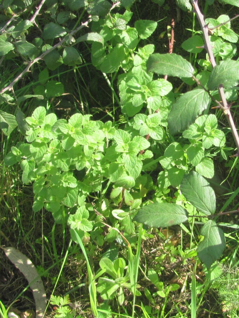 Clinopodium nepeta, Praia do Ribatejo, Portugal