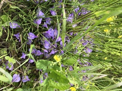 Mazus miquelii