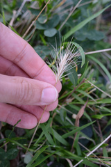 Hordeum murinum leporinum