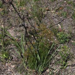 Petrophile canescens