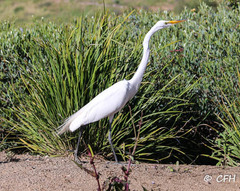 Ardea alba