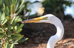 Ardea alba