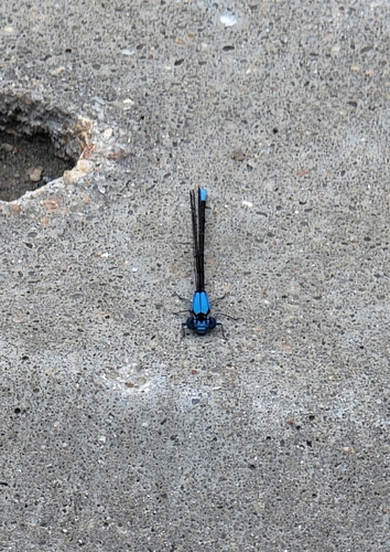 Blue-fronted Dancer