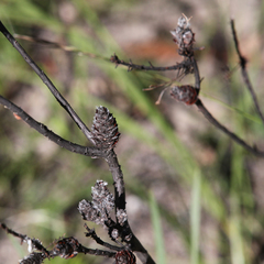 Petrophile canescens