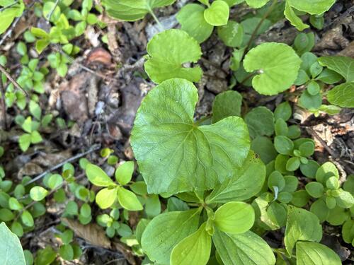 Viola renifolia