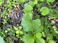 Viola renifolia