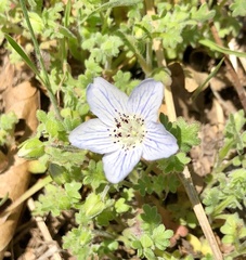Nemophila spatulata