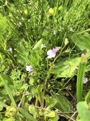 Mazus pumilus