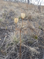 Lilium pumilum