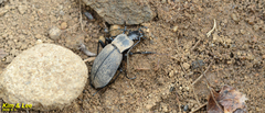 Leptocarabus
